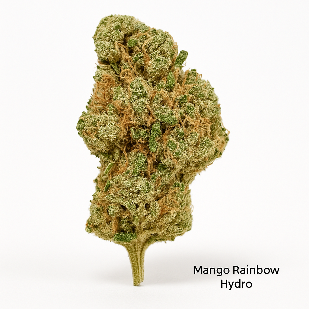 Fleur CBD Mango Rainbow Hydro – Saveur exotique & intense | LA CBDIÈRE
