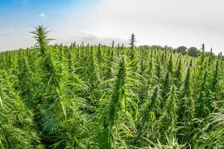 LA CBD LA CBDIERE EST BON POUR LA PLANET