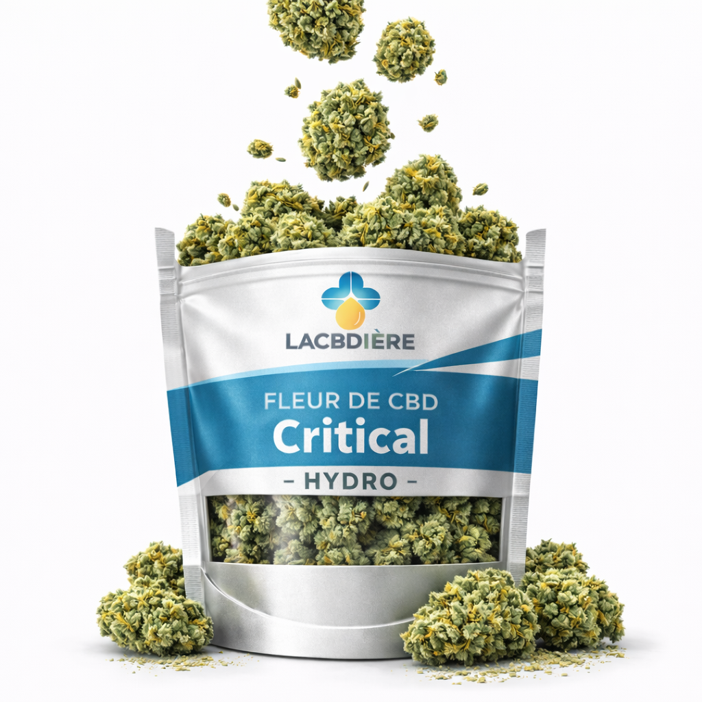 Visuel de la Fleur de CBD Critical HYDRO LA CBDIÈRE, cultivée en hydroponie, avec des têtes denses et résineuses, offrant une fleur de CBD premium aux arômes puissants, 100 % légale en France.