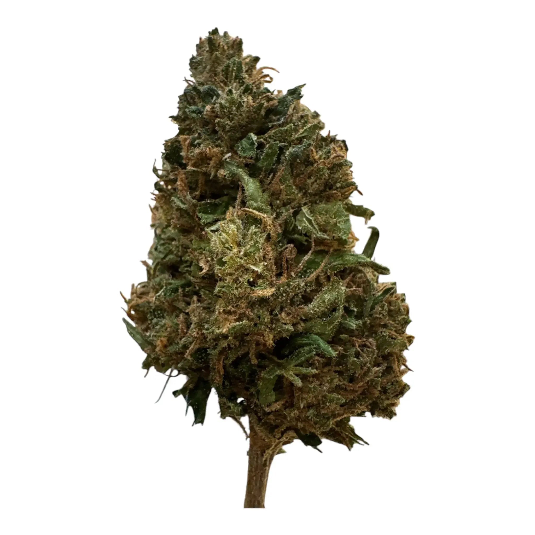 Fleur de CBD Orange Bud LA CBDIÈRE