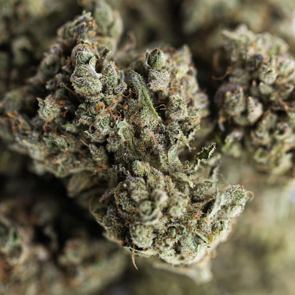 Fleur de CBD Charlotte’s Angel Indoor Hydro à dominance Sativa, têtes denses riches en CBD 18 %, arômes diesel agrumes et pin – qualité premium LA CBDIÈRE